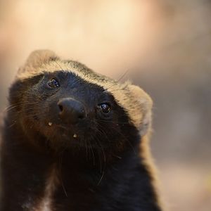 Greater grison (Galictis vittata)