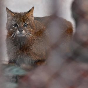 Pantanal cat (Leopardus braccatus) or Colocolo