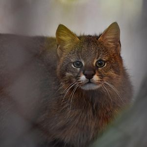 Pantanal cat (Leopardus braccatus) or colocolo