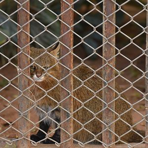 Pantanal cat (Leopardus braccatus) or colocolo