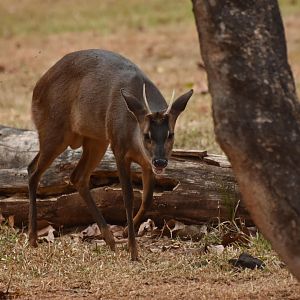 Grey brocket (Mazama gouazoubira)