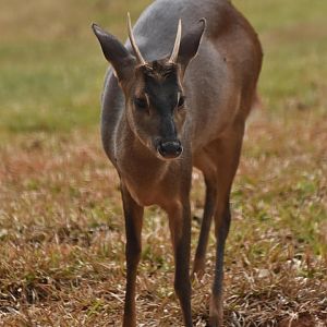 Grey brocket (Mazama gouazoubira)