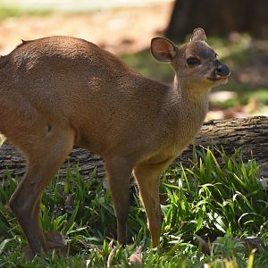 Grey brocket (Mazama gouazoubira)