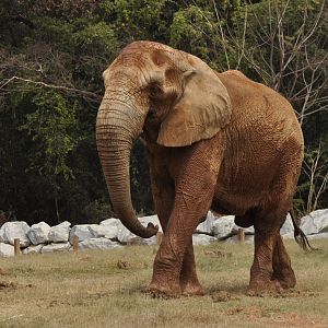 African elephant (Loxodonta africana)