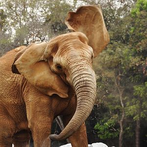African elephant (Loxodonta africana)