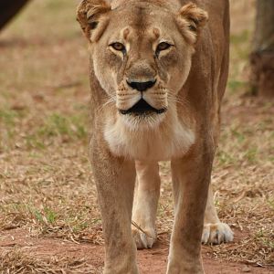 African lion