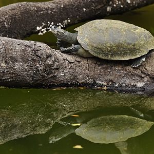 Arrau turtle (Podocnemis expansa)