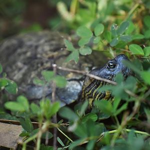Trachemys dorbigni