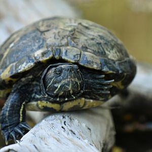 Trachemys dorbigni
