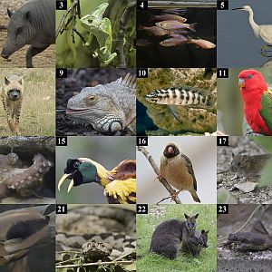 Corona Virus April Fool Puzzle - easier images.