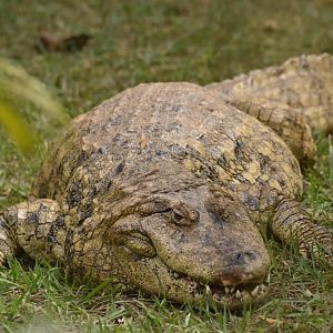 Broad nosed caiman (Caiman latirostris)