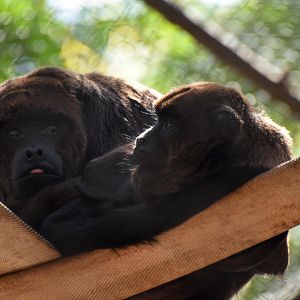 Brown howler monkey (Alouatta guariba)