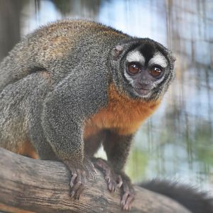 Feline night monkey (Aotus azarae infulatus)