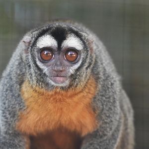 Feline night monkey (Aotus azarae infulatus)