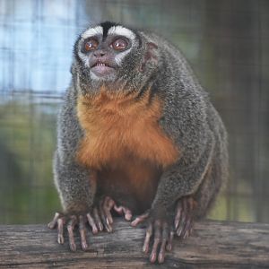 Feline night monkey (Aotus azarae infulatus)