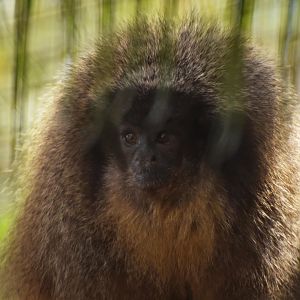 Black-fronted titi (Callicebus nigrifrons)