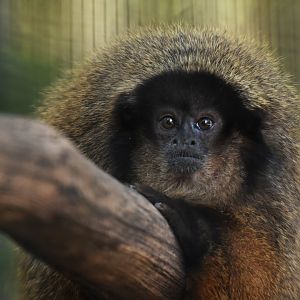 Black-fronted titi (Callicebus nigrifrons)