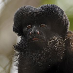 Red-backed bearded saki (Chiropotes chiropotes)