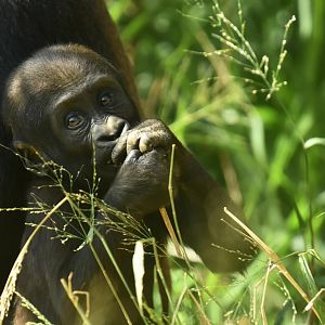 Western gorilla (Gorilla gorilla gorilla)