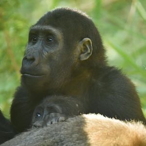 Western gorilla (Gorilla gorilla gorilla)