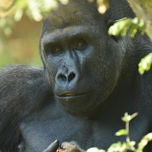Western gorilla