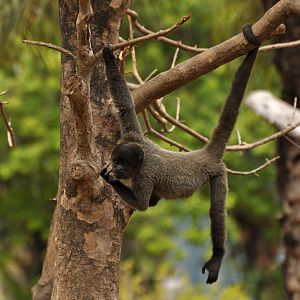 Peruvian Woolly Monkey (Lagothrix cana)