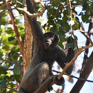 Peruvian Woolly Monkey (Lagothrix cana)