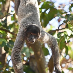 Peruvian Woolly Monkey (Lagothrix cana)