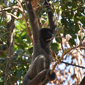 Peruvian Woolly Monkey (Lagothrix cana)