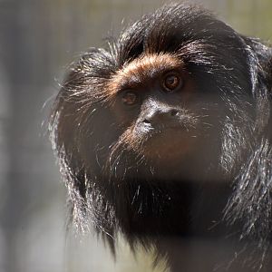 Black lion tamarin (Leontopithecus chrysopygus)