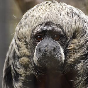 Rio Tapajós saki (Pithecia irrorata)