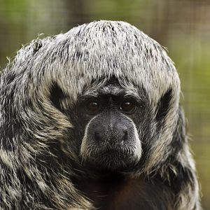 Rio Tapajós saki (Pithecia irrorata)