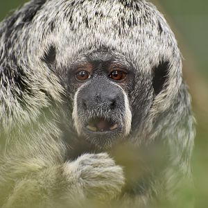 Rio Tapajós saki (Pithecia irrorata)