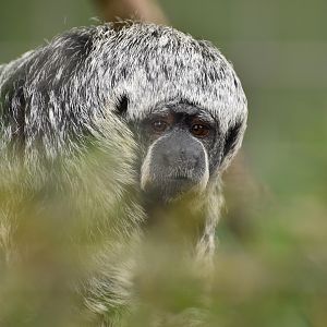 Rio Tapajós saki (Pithecia irrorata)