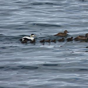 Eider, Isafjordur, June 2014
