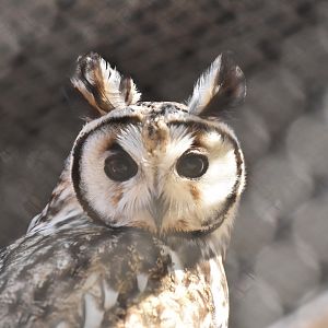 Striped Owl (Asio clamator)