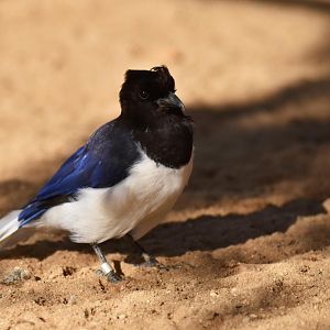 Curl-crested Jay (Cyanocorax cristatellus)