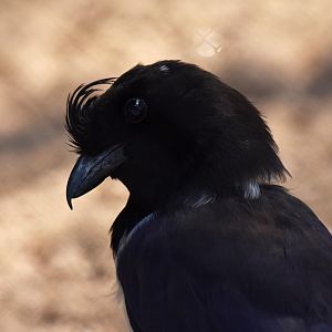 Curl-crested Jay (Cyanocorax cristatellus)