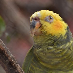 Yellow-faced Parrot (Aliopsitta xanthops)