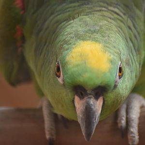 Yellow-crowned Amazon (Amazona ochrocephala)
