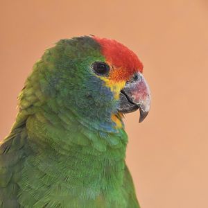 Red-browed Amazon (Amazona rhodocorytha)
