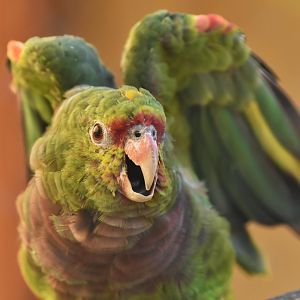 Vinaceous-breasted amazon (Amazona vinacea)