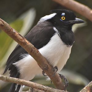 White-naped Jay (Cyanocorax cyanopogon)