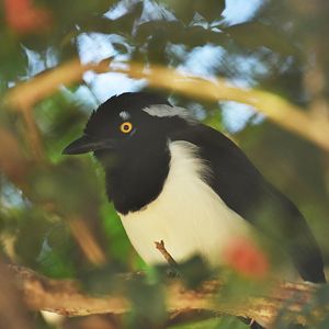 White-naped Jay (Cyanocorax cyanopogon)