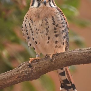 American kestrel (Falco sparverius)