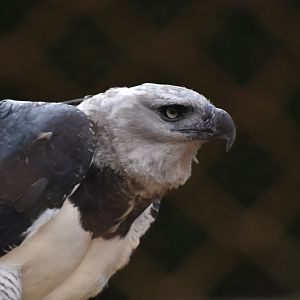 Harpy eagle (Harpia harpyja)