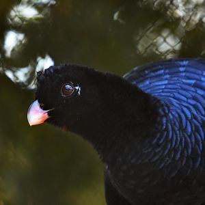 Crestless Curassow (Mitu tomentosa)