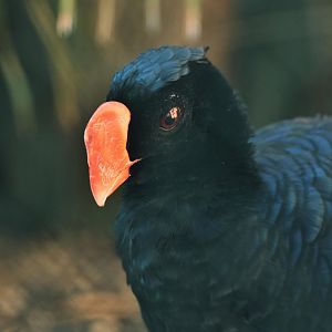 Razor-billed Curassow (Mitu tuberosa)