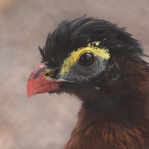 Nocturnal Curassow (Nothocrax urumutum)