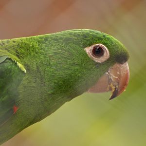 White-eyed Parakeet (Psittacara leucophthalmus)